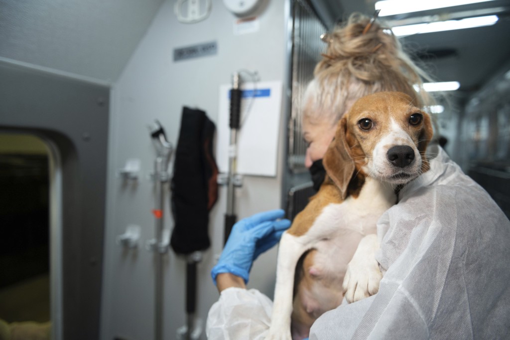 被动物救援组织救出的小猎犬。 美联社