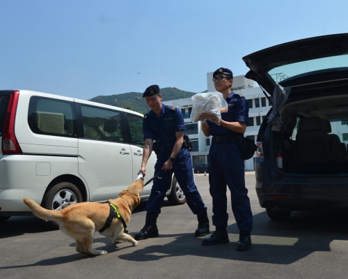 4隻鈔票搜查犬均為拉布拉多尋回犬。