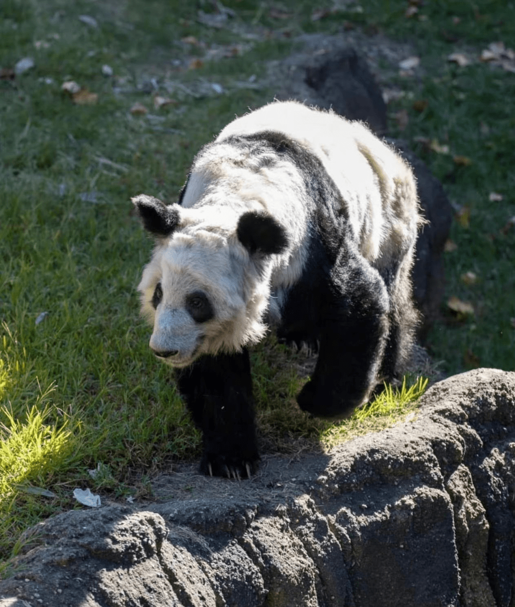 在美國孟菲斯的大熊貓「丫丫」健康狀況令人擔憂。