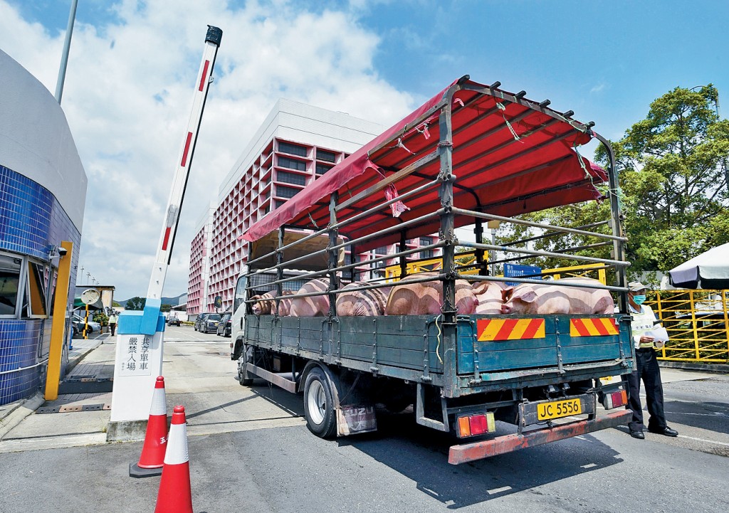 本港的進口活豬價格明顯下降，供應量則維持每日逾3000隻左右。