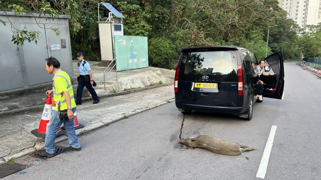 今早6時許,一集野豬在連城道上斜路段打橫衝出,不幸被一輛行駛中的私家車撞斃。黎志偉攝 今早6時許,一集野豬在連城道上斜路段打橫衝出,不幸被一輛行駛中的私家車撞斃。黎志偉攝
