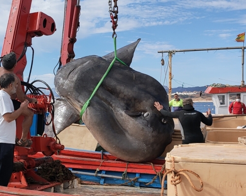 北非海域罕見2噸重翻車魚,需出動兩台起重機吊起。網圖