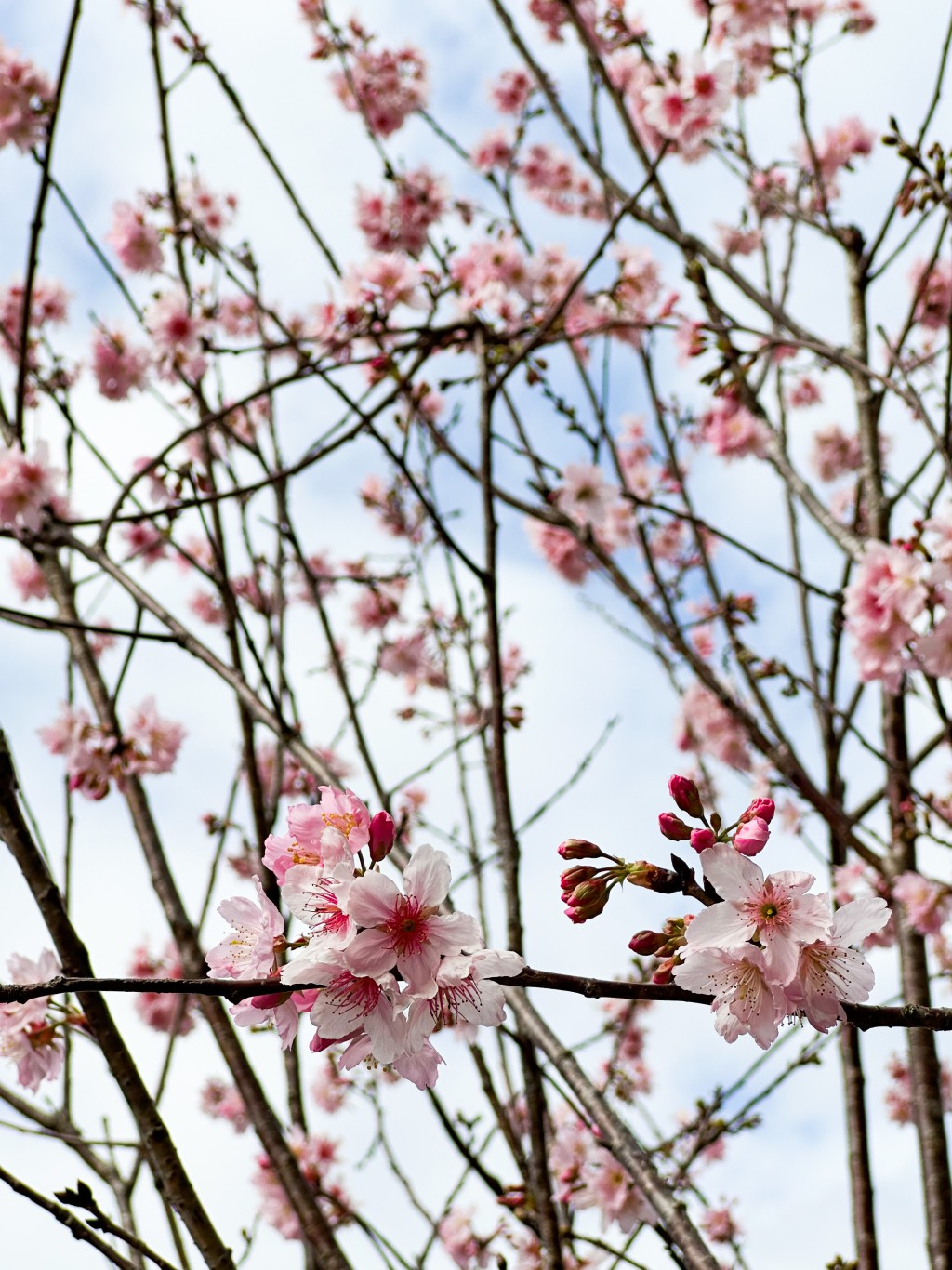 拍摄樱花小贴士：背光拍摄，可以拍摄出晶凝通透的花朵