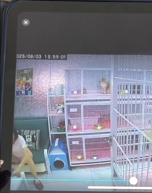 涉事女子聲稱心情不好才虐貓。抖音