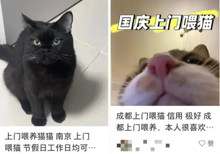 在春节，杭州之外，全国各地的“宠物到府喂养”需求也暴增。