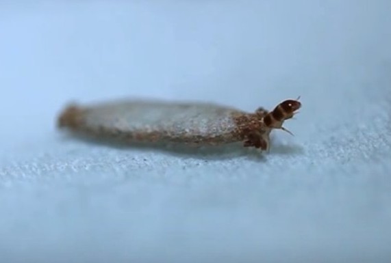 衣蛾是一种常见的室内害虫，主要以衣物、地毯、书籍、家具和其他纤维制品为食。