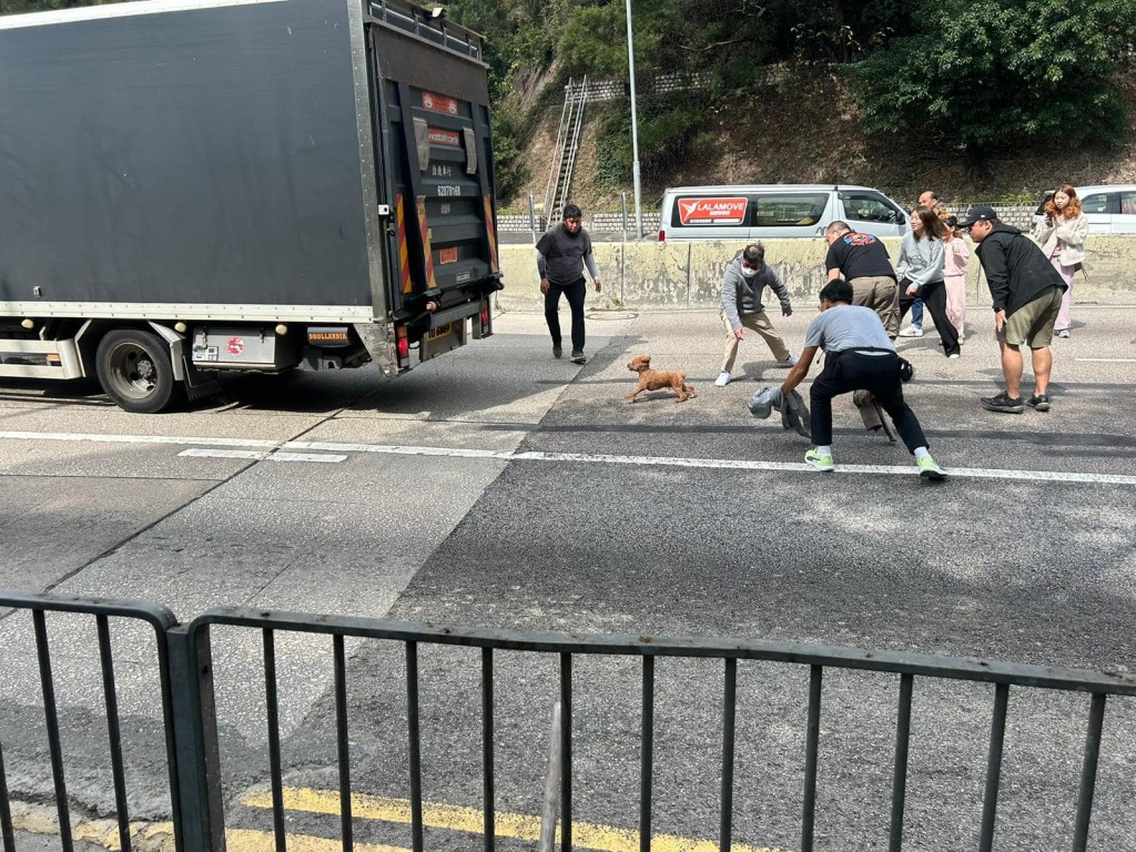 多名熱心市民冒住生命危險，走出行車路與狗狗展開「追逐戰」。網上圖片