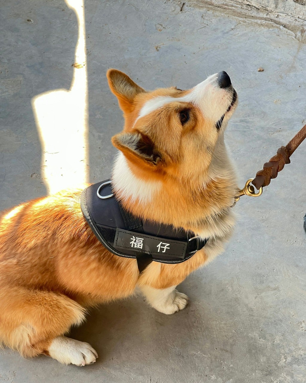 内地首只哥基预备役警犬「福仔」近日在山东潍坊亮相。