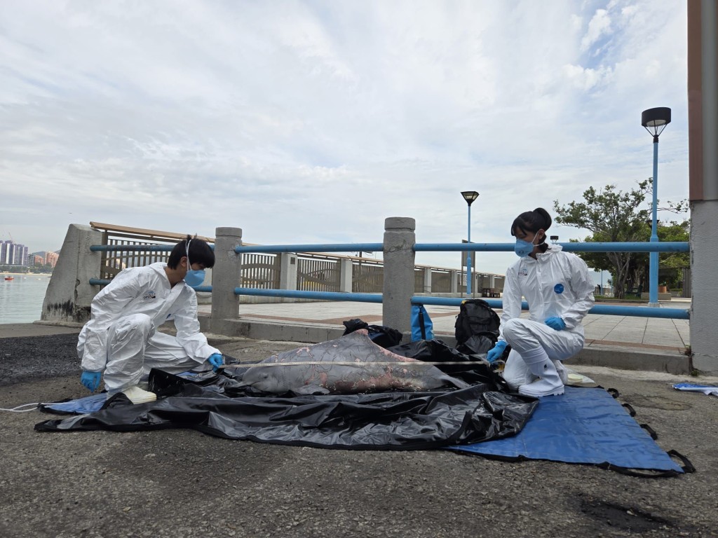 香港海洋公園保育基金於今日接報通知跟進鯨豚擱淺個案，為本年度第12宗，在大澳將軍石對出海域發現中華白海豚屍體。香港海洋公園保育基金提供