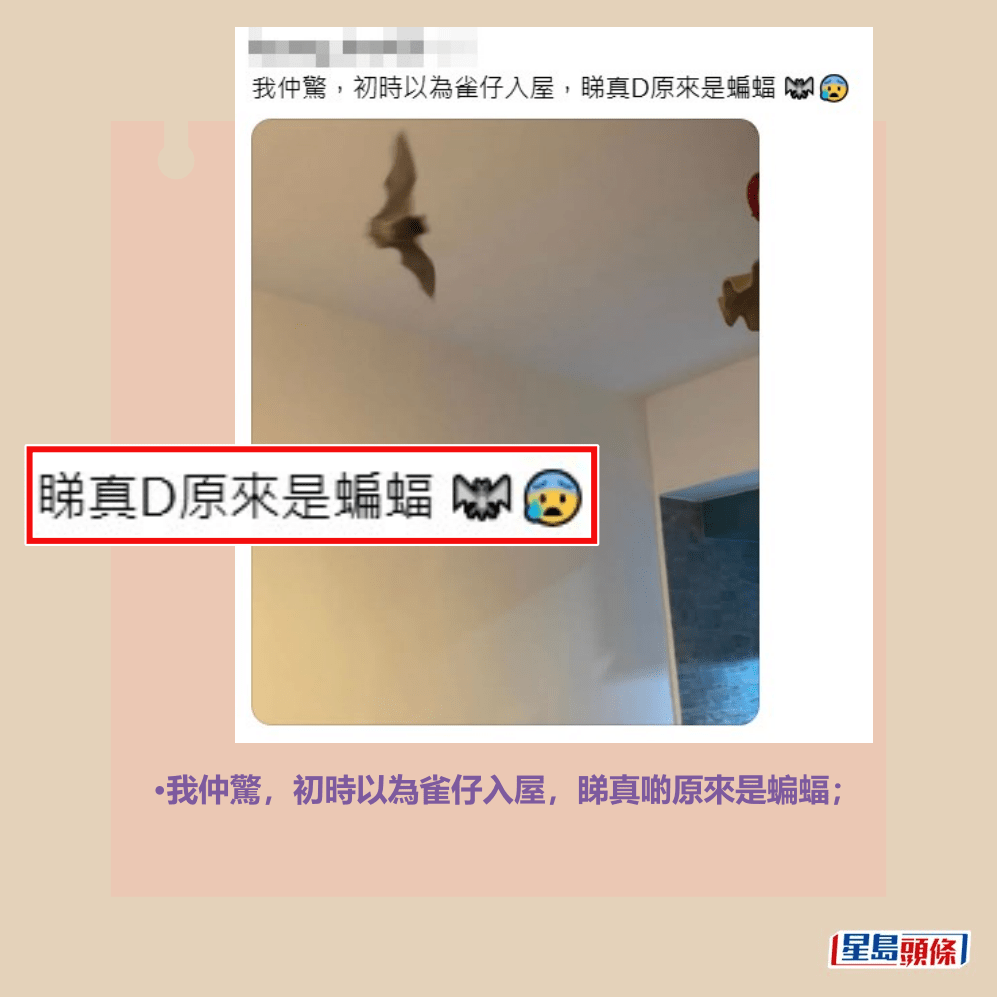 •我仲驚,初時以為雀仔入屋,睇真啲原來是蝙蝠;Threads截圖 •我仲驚,初時以為雀仔入屋,睇真啲原來是蝙蝠;Threads截圖