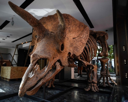 「大约翰」遗骸的骨骼完整度超过60%，头骨完整度为75%。美联社资料图片