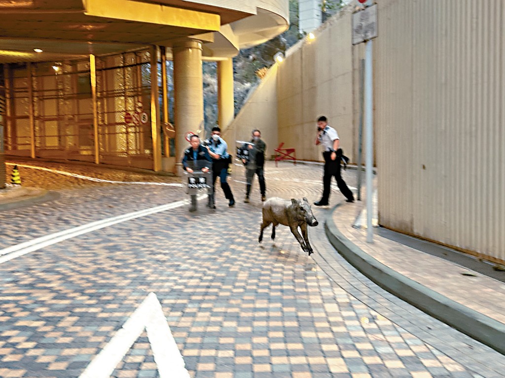 野豬成功突破警員的「盾牌陣」，狂奔到馬路上。