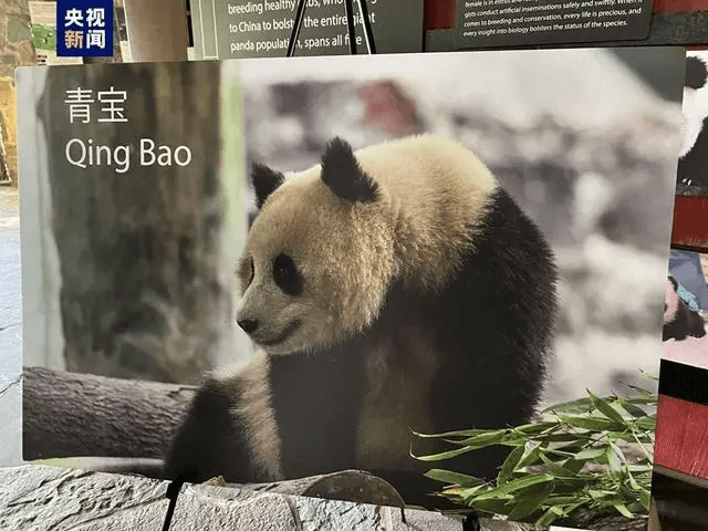美國華盛頓國家動物園年內將迎來一對新的大熊貓——「寶力」、「青寶」。 央視截圖