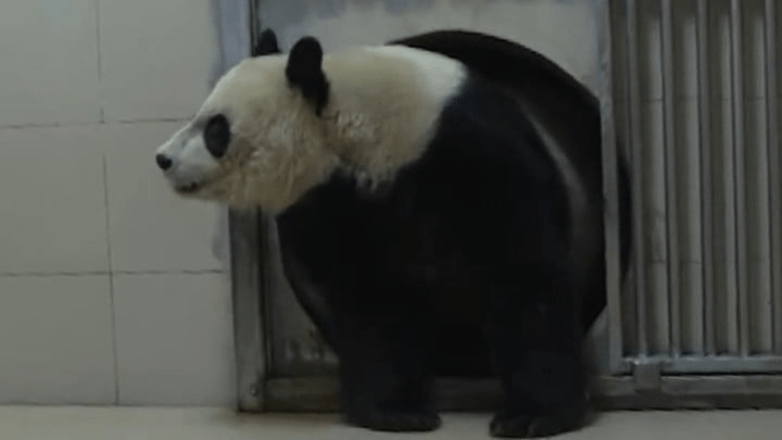 大熊猫「美香」一家三口将进行为期1个月的隔离检疫。 央视截图