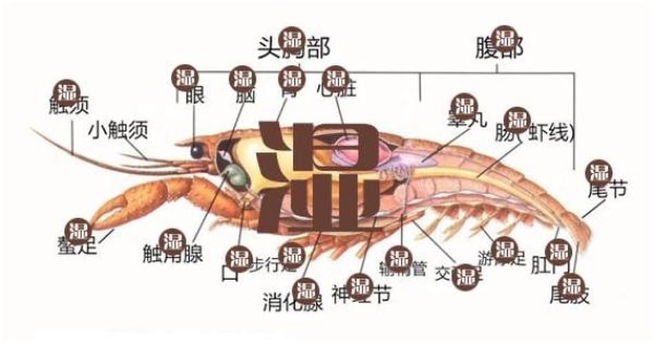 原來小龍蝦來全身是濕垃圾。