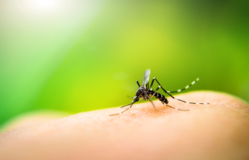 消委會驅蚊劑測試｜部分標示「天然」或「草本」成分的樣本，對可傳播絲蟲病的致倦庫蚊的驅避效能亦算不俗，但對可傳播登革熱病毒的埃及伊蚊的效能就較為遜色。（iStock圖片）