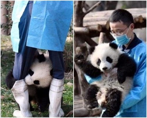 飼養員陳波甜絲絲地指「奇一」最愛親近新鮮事。網圖