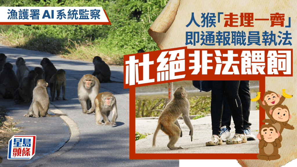 杜絕非法餵飼亂象!漁護署AI系統全天候監察 人猴「走埋一齊」即通報職員執法