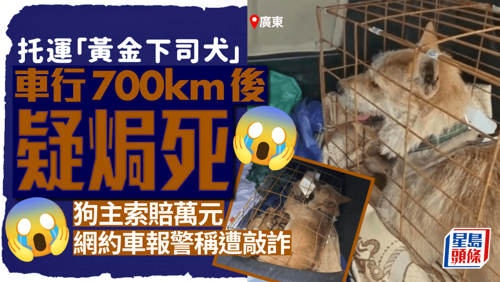 中華名犬︱托運「黃金下司犬」700公里疑焗死 索賠萬元網約車報警