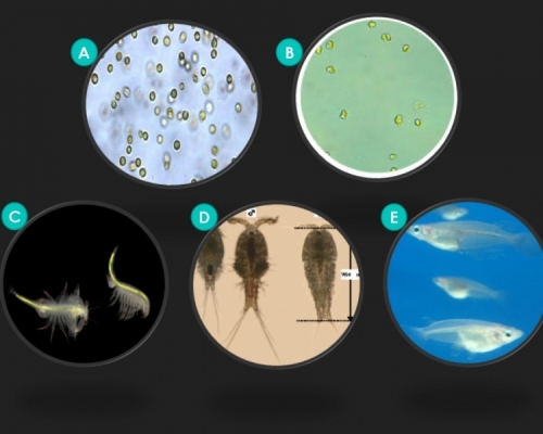 研究中所使用的5種海洋測試生物。港大圖片