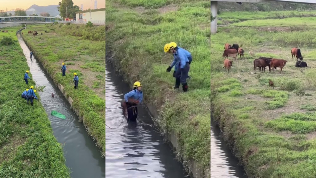 上水小牛被困石上河 消防落水抱起 獲救後一蹦一跳與牛媽媽重聚