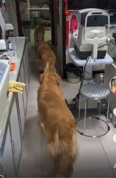三隻金毛尋回犬排隊返回室內。(影片截圖)