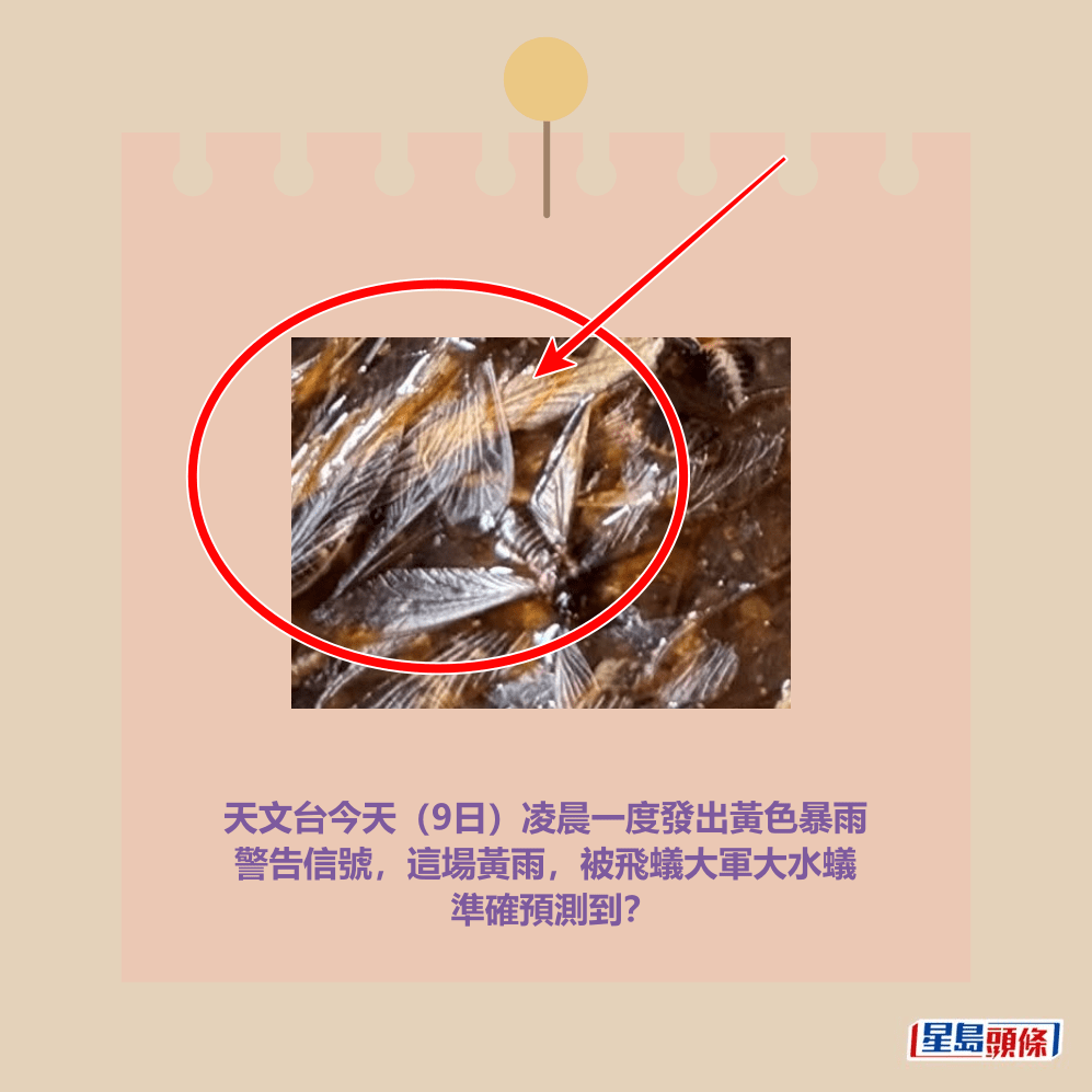 Threads截圖（資料來源：nosemiu＠Threads）