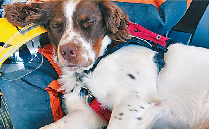 ■Umi是海關與消防處首次合作繁殖的工作犬。
