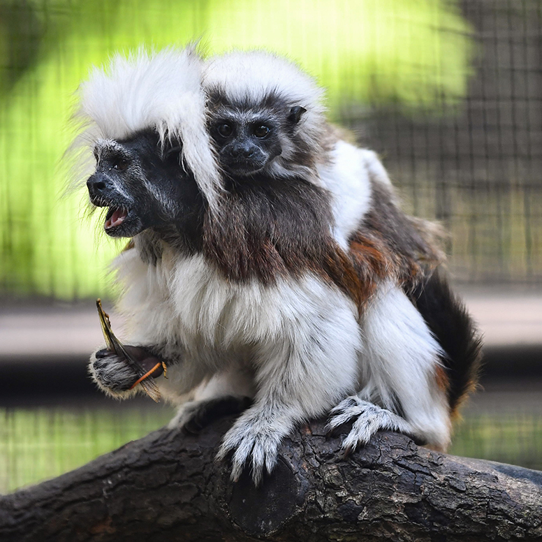 棉顶狨猴（Saguinus oedipus）。香港动植物公园图片