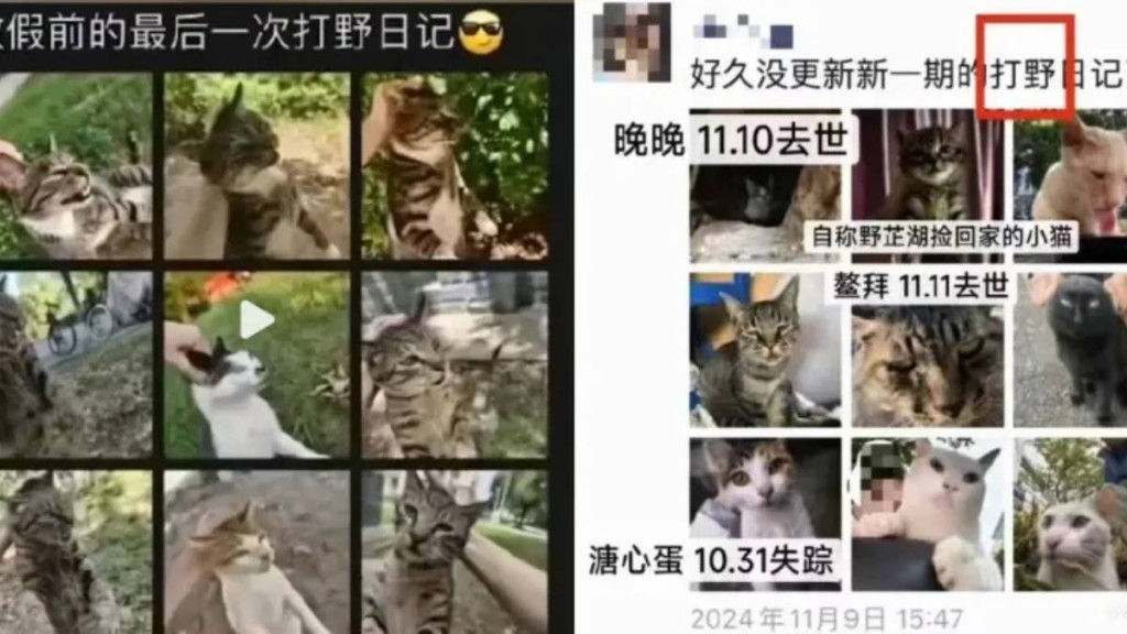 華中農業大學學生蘇志鵬，將虐殺流浪貓的情況放上網。網圖