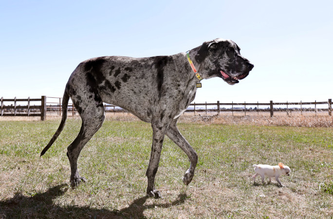 2隻狗狗一起在花園散步。健力士世界紀錄 2隻狗狗一起在花園散步。健力士世界紀錄