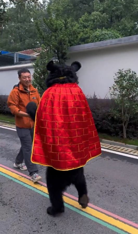披著袈裟的黑熊能直立長距離行走，惹來人扮質疑。抖音