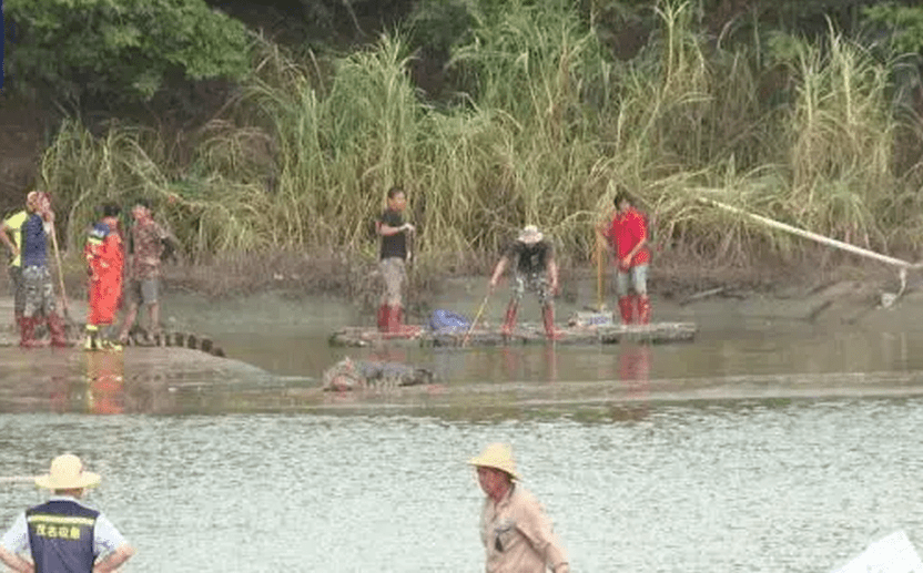 工作人员在水浸的地区捕获出逃鳄鱼。央视截图