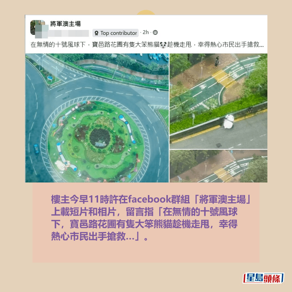 樓主今早11時許在facebook群組「將軍澳主場」 上載短片和相片，留言指「在無情的十號風球 下，寶邑路花圃有隻大笨熊貓趁機走甩，幸得 熱心市民出手搶救…」。fb「將軍澳主場」截圖