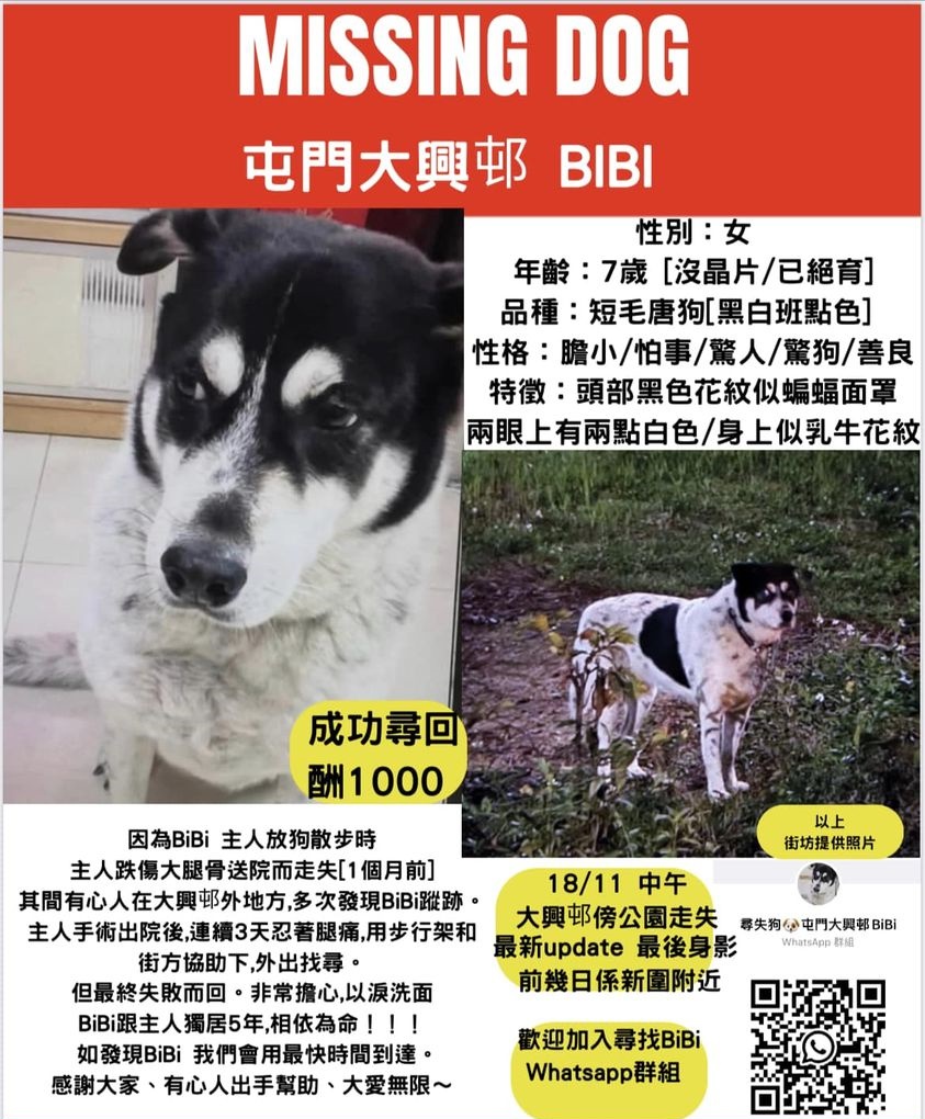 黑白色唐狗在大兴邨傍公园走失，名叫BiBi。网图