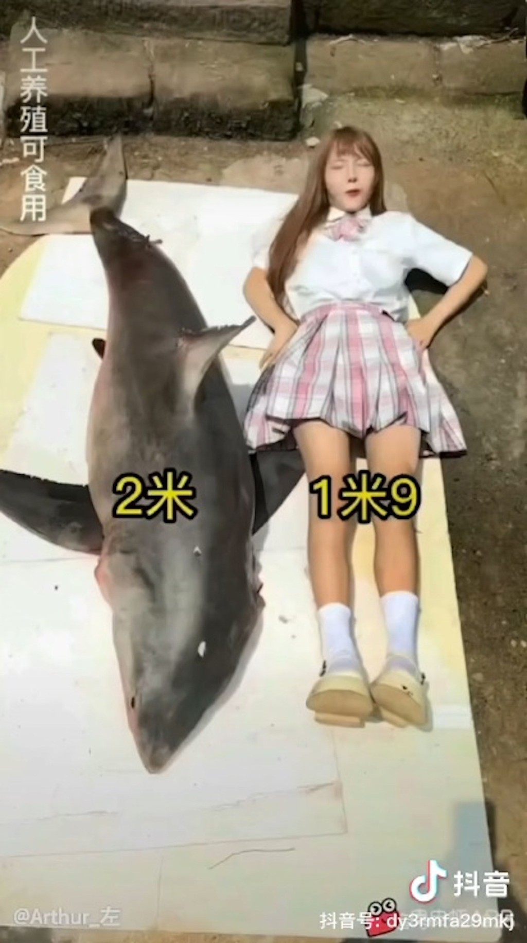 鲨鱼身长约2米。