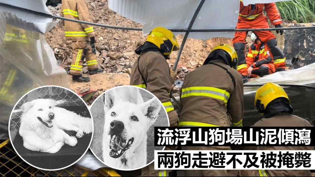 流浮山狗場山泥傾瀉，導致兩狗被掩斃。KAS FB圖片