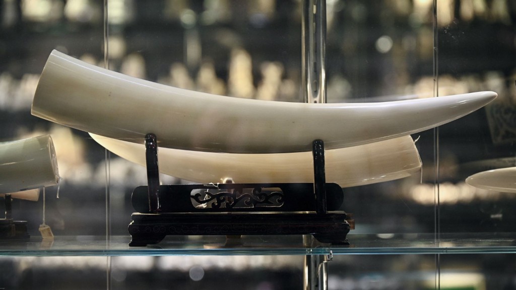 今日起禁止進口、再出口及為商業目的而管有象牙。資料圖片