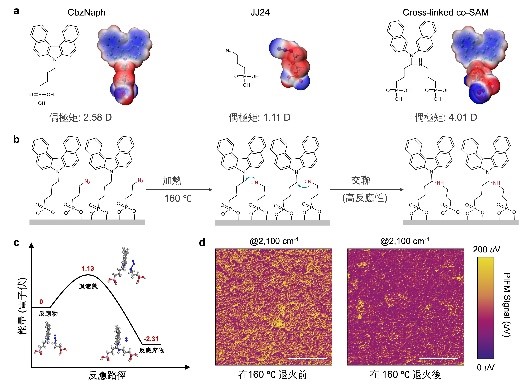 研究團隊設計出「可交聯的自組裝分子」（JJ24），將其與現有的空穴選擇性SAM分子共組裝，經短暫加熱後形成穩定的共價鍵。嶺大提供