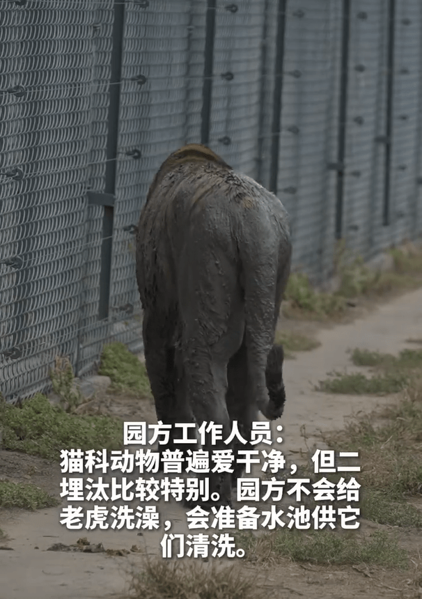 哈爾濱網紅東北虎「二埋汰」愛碌泥氹,相親屢遭母虎嫌棄。 哈爾濱網紅東北虎「二埋汰」愛碌泥氹,相親屢遭母虎嫌棄。