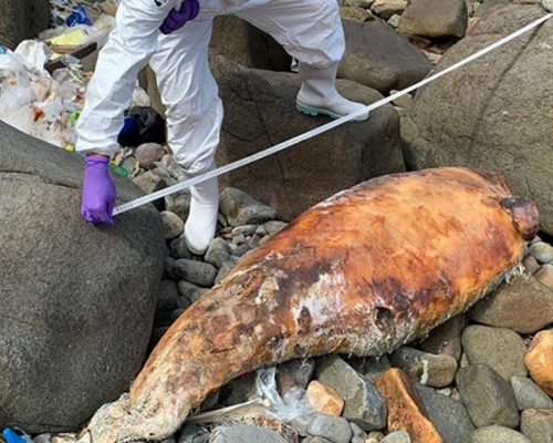 海洋公園保育基金人員檢查擱淺的中華白海豚屍體。海洋公園保育基金圖片