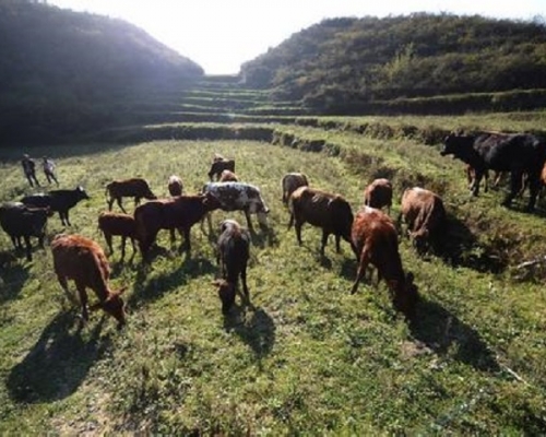 炭疽是一種自然疫源性疾病，牛羊等草食動物易受感染。資料圖片