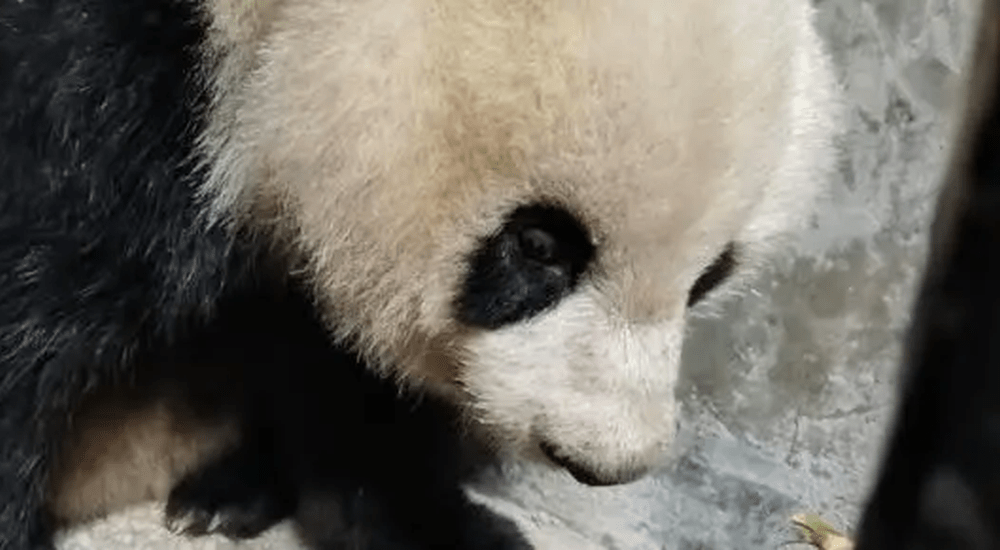 野生大熊貓疑似有肝臟損傷現接受治療。央視新聞