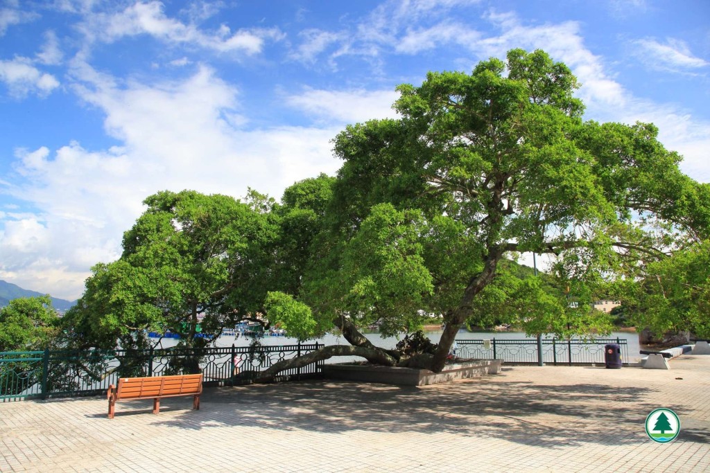 吉澳是香港東北面一座偏遠小島,島上百年姻緣樹位於碼頭附近的天后宮前。(圖片來源:漁農自然護理署圖片) 吉澳是香港東北面一座偏遠小島,島上百年姻緣樹位於碼頭附近的天后宮前。(圖片來源:漁農自然護理署圖片)