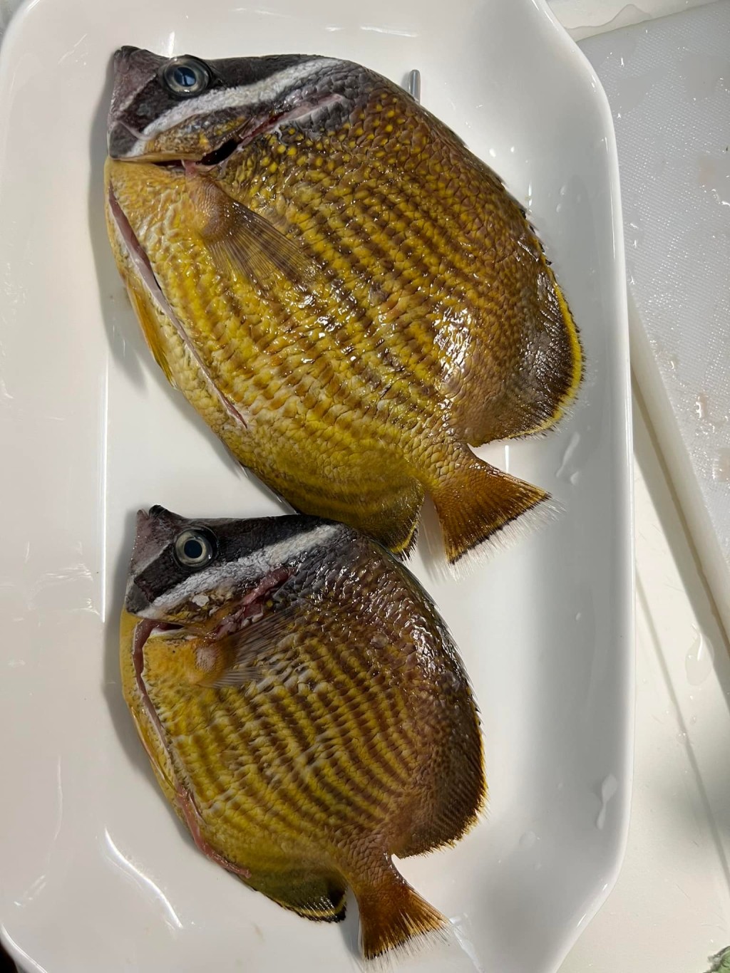 「荷包魚」被指油脂豐富及魚味濃，被本地食魚界奉為「Top 5」食用魚之首。(香港街市魚類海鮮研究社Facebook)
