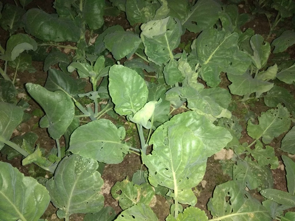 部分葉面鋪有薄霜。