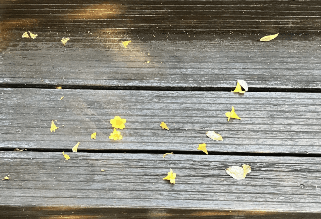 深圳福田區香蜜公園被發現有劇毒植物。(@深圳大件事)