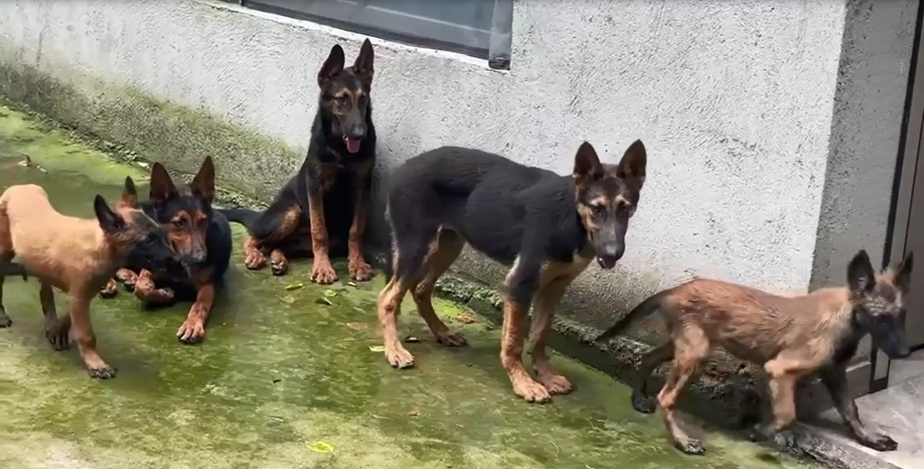 賣家介紹昆明犬,指其甚為兇猛。 賣家介紹昆明犬,指其甚為兇猛。
