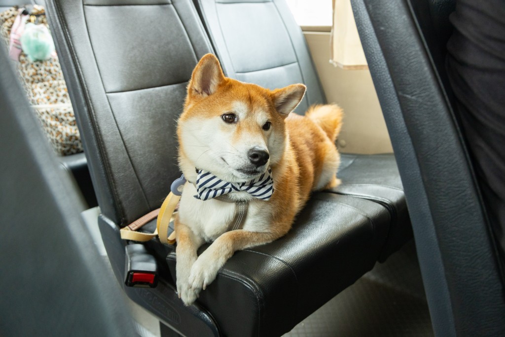 OneDegree慶祝開業三周年，將於5月7日舉辧「OneDegree免費寵物乘車日」，邀請一眾愛寵人士與主子免費「遊巴士河」到西九海濱長廊遊玩。