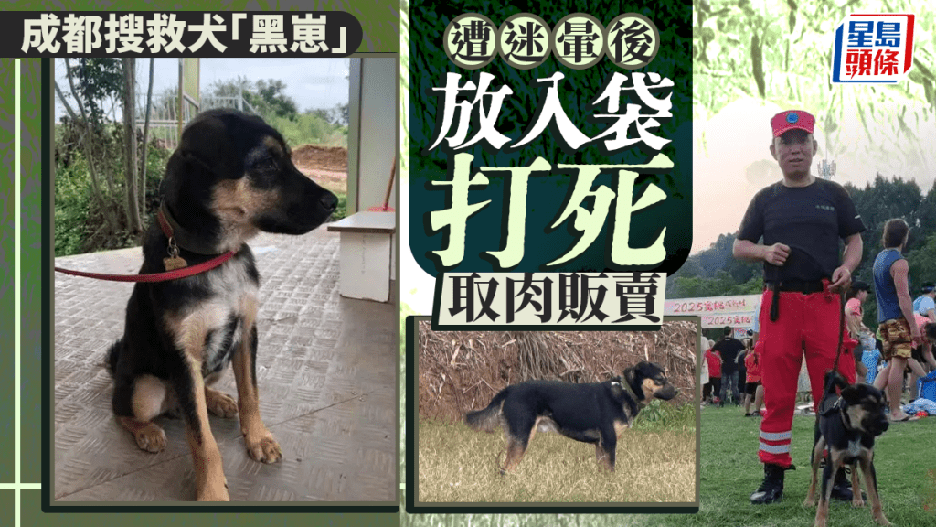成都搜救犬「黑崽」被盜殺  迷暈後入袋打死取肉販賣